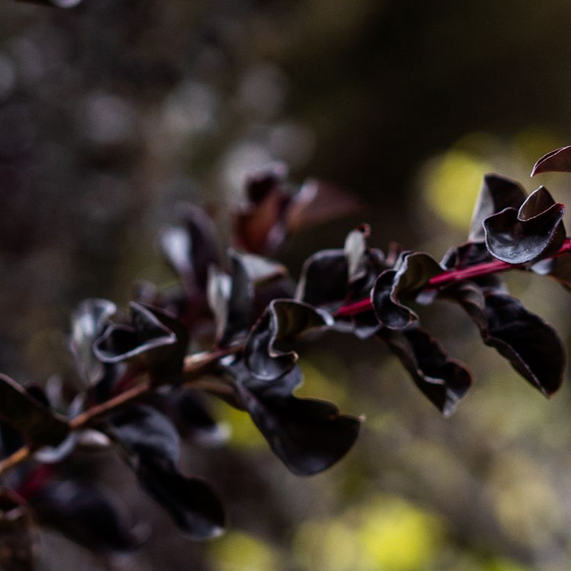 Lagerstroemia Black Diamond Lavender Lace - Mirto crespo (Fogliame)