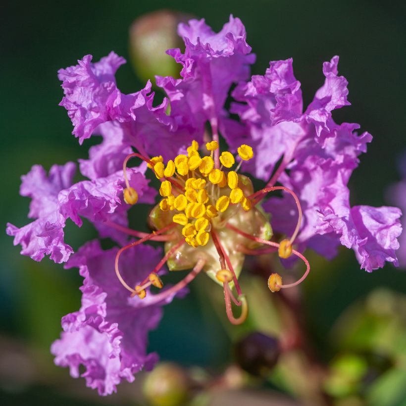 Lagerstroemia Black Diamond Lavender Lace - Mirto crespo (Fioritura)