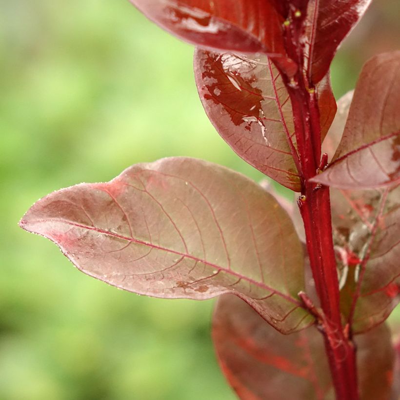 Lagerstroemia Black Solitaire Pure White - Mirto crespo (Fogliame)