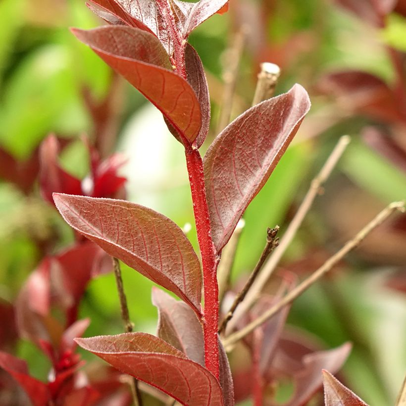 Lagerstroemia Black Solitaire Purely Purple - Mirto crespo (Fogliame)