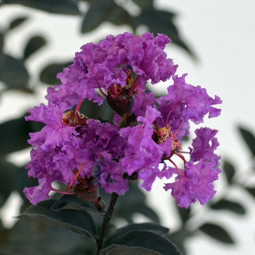 Lagerstroemia Black Solitaire Purely Purple - Mirto crespo (Fioritura)