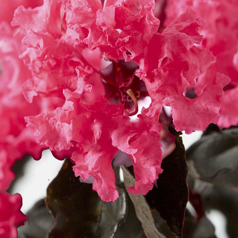 Lagerstroemia Black Solitaire Shell Pink - Mirto crespo (Fioritura)