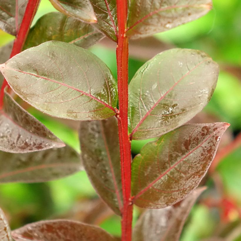 Lagerstroemia Black Solitaire Shell Pink - Mirto crespo (Fogliame)