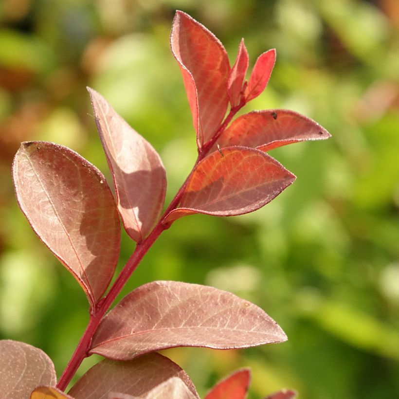 Lagerstroemia Cherry - Mirto crespo (Fogliame)