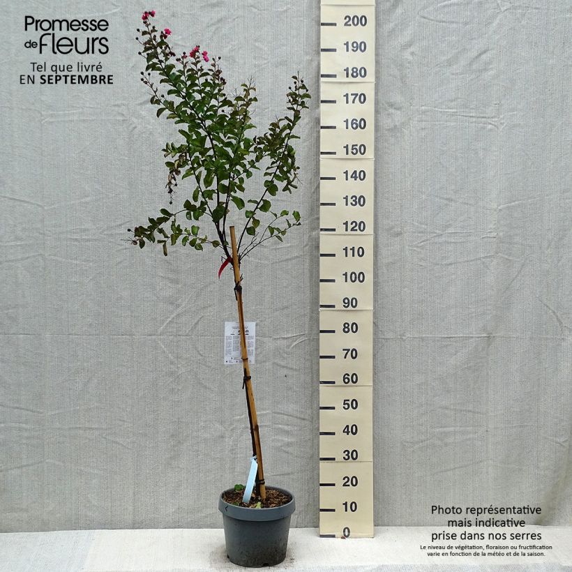 Esemplare di Lagerstroemia indica Dynamite - Demi-tige en pot de 10L come consegnato in autunno