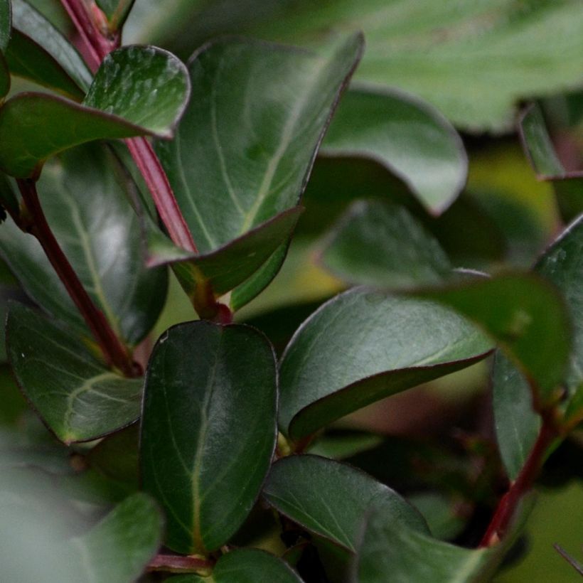 Lagerstroemia Mauve - Mirto crespo (Fogliame)