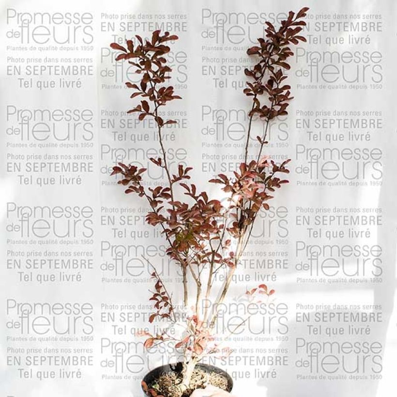 Esempio di esemplare Lagerstroemia indica Mauve - Lilas des Indes Pot de 2L/3L come consegnato