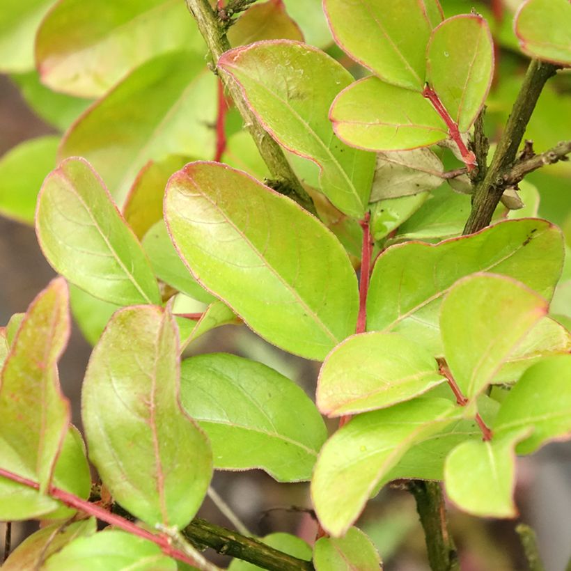 Lagerstroemia Pecharmant - Mirto crespo (Fogliame)