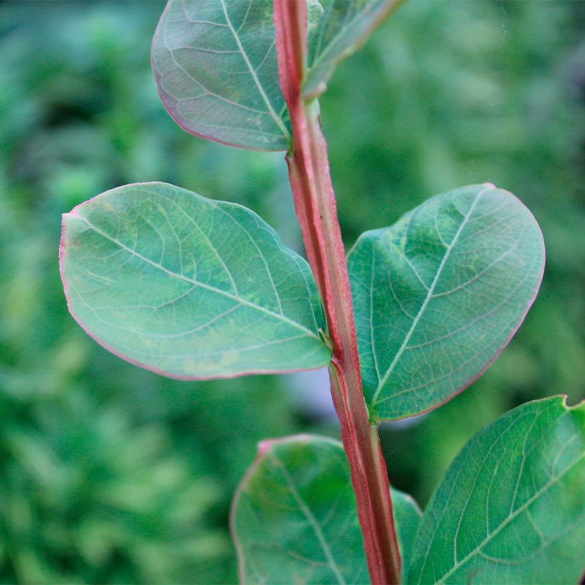 Lagerstroemia Petite Canaille mauve - Mirto crespo (Fogliame)