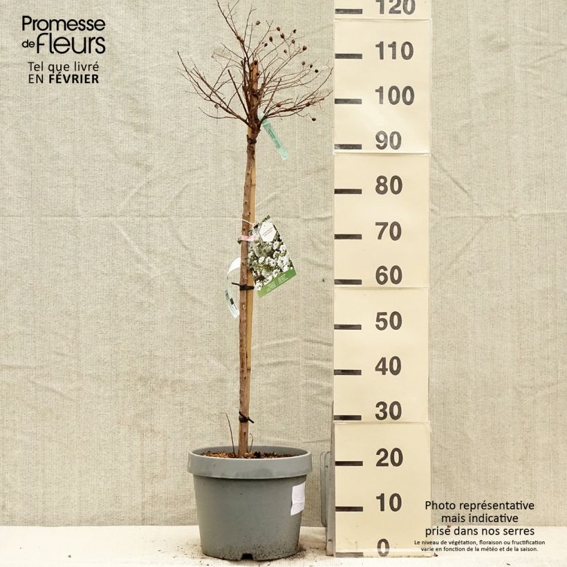 Lagerstroemia indica Pixie White - Demi-tige en pot de 7.5L/10L esemplare consegnato in inverno