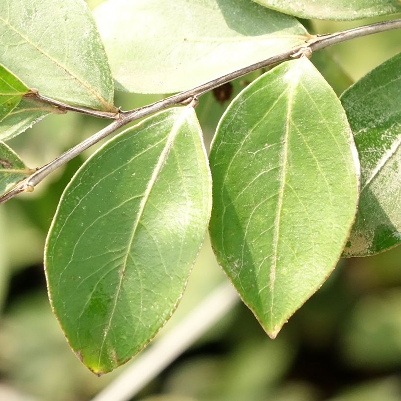 Lagerstroemia Pixie White - Mirto crespo (Fogliame)