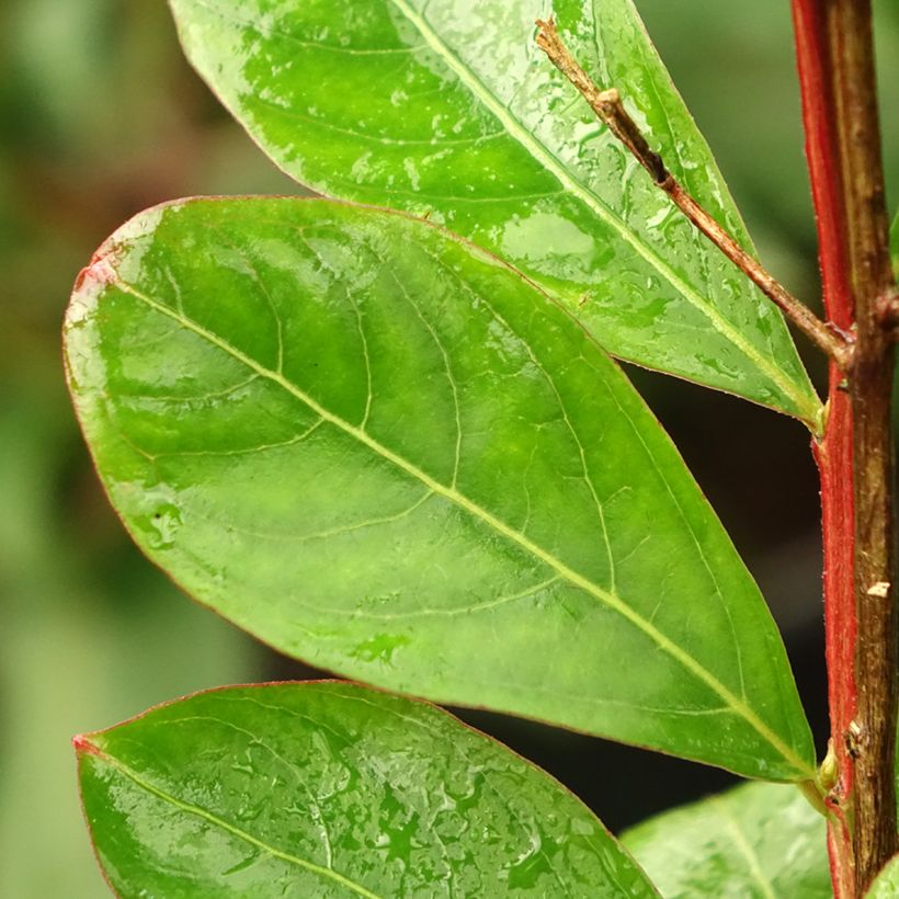 Lagerstroemia Red imperator - Mirto crespo (Fogliame)