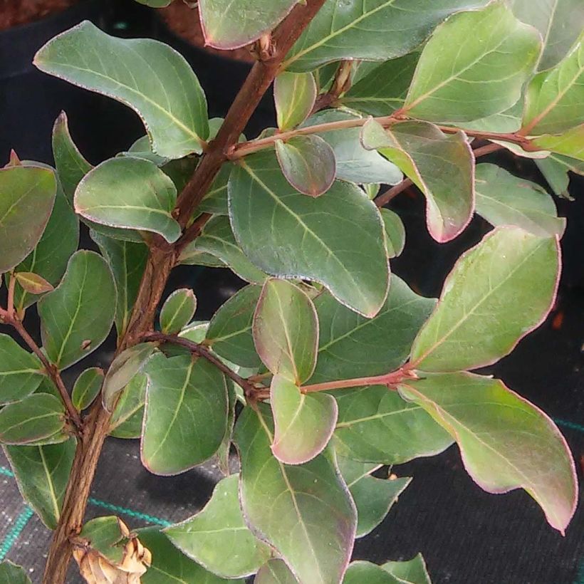 Lagerstroemia Summer Beauty Velma's Royal Delight - Mirto crespo (Fogliame)