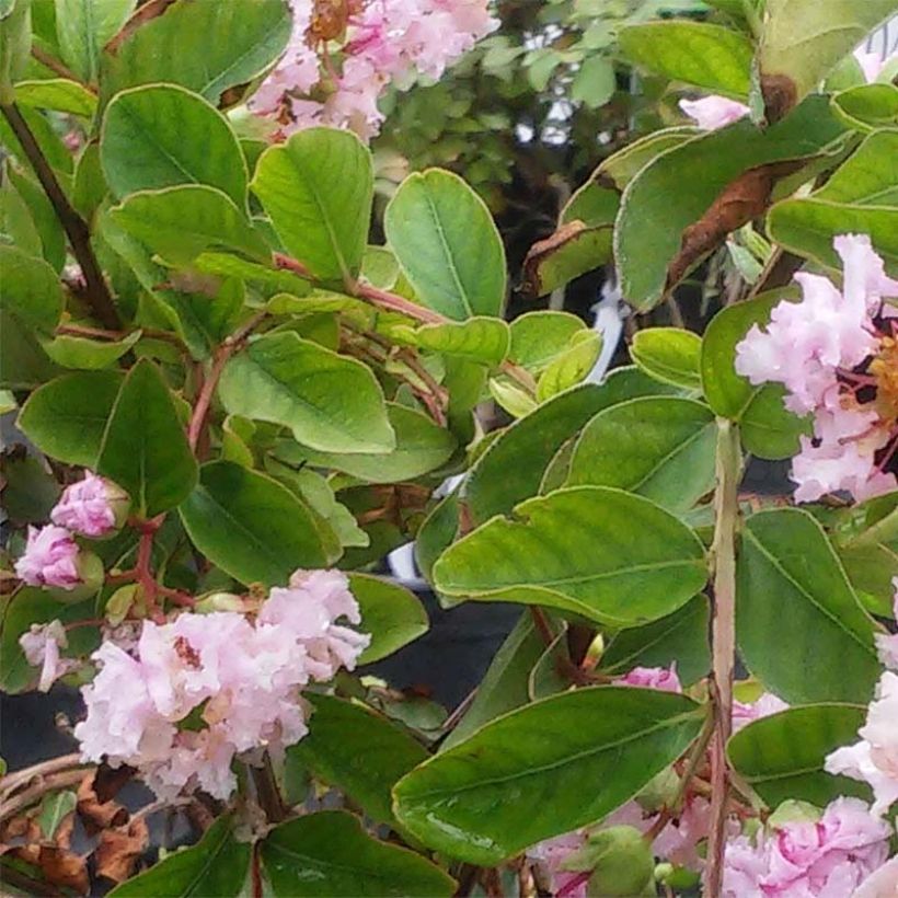 Lagerstroemia Summer Charm Hopi - Mirto crespo (Fogliame)