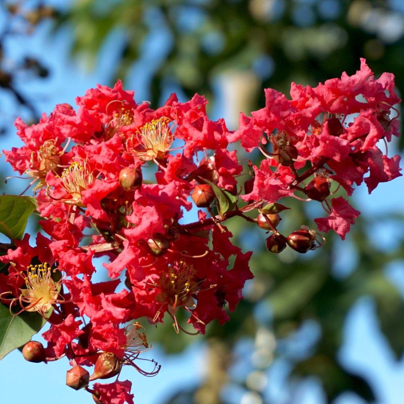 Lagerstroemia Summer Charm Tuscarora - Mirto crespo (Fioritura)