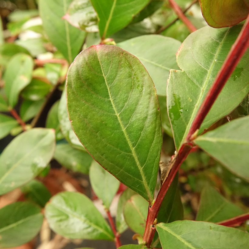 Lagerstroemia Terrasse Rouge - Mirto crespo (Fogliame)