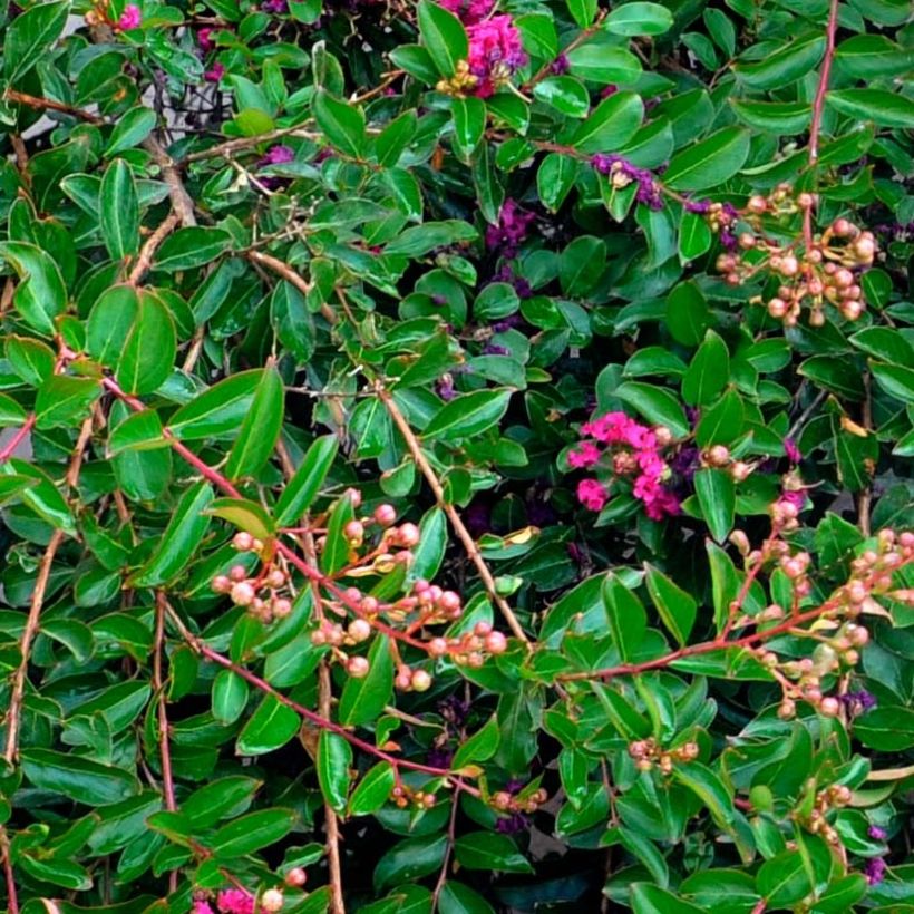 Lagerstroemia Mimie Fuchsia - Mirto crespo (Fogliame)