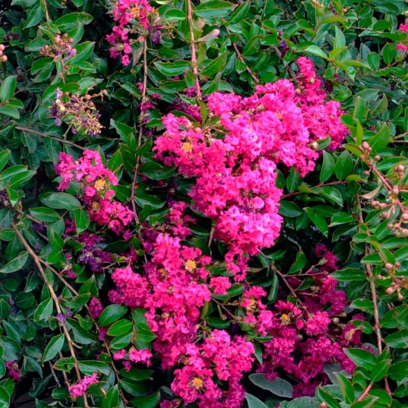 Lagerstroemia Mimie Fuchsia - Mirto crespo (Fioritura)