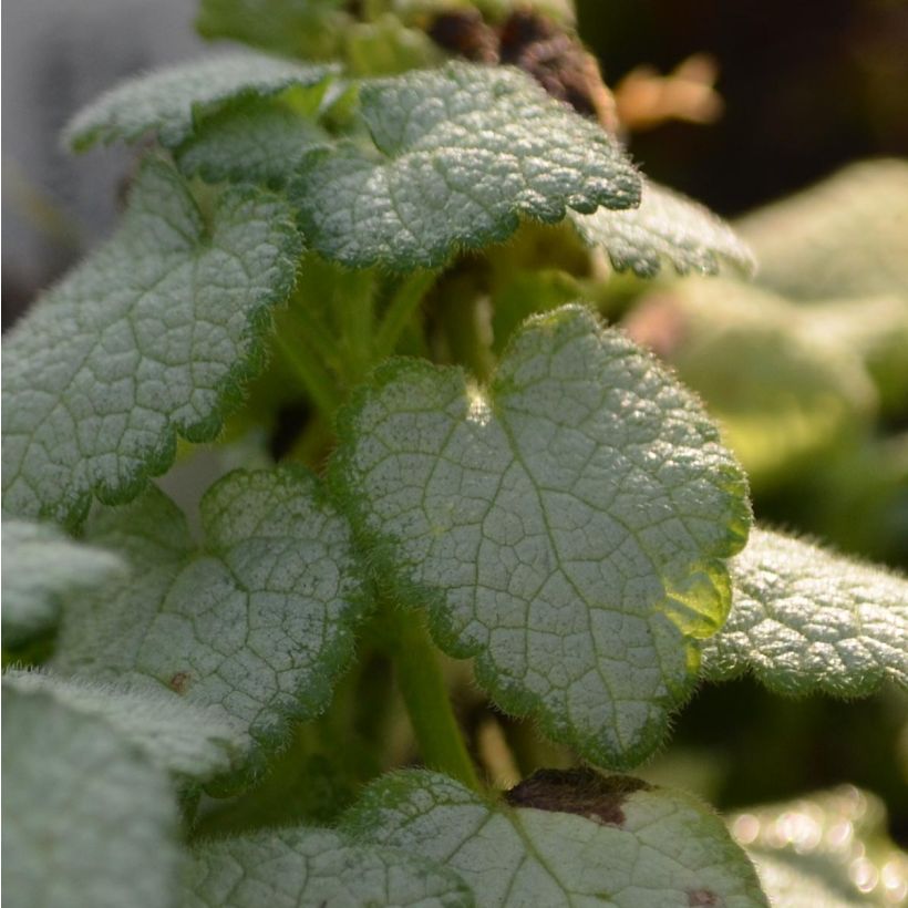 Lamium maculatum White Nancy (Fogliame)