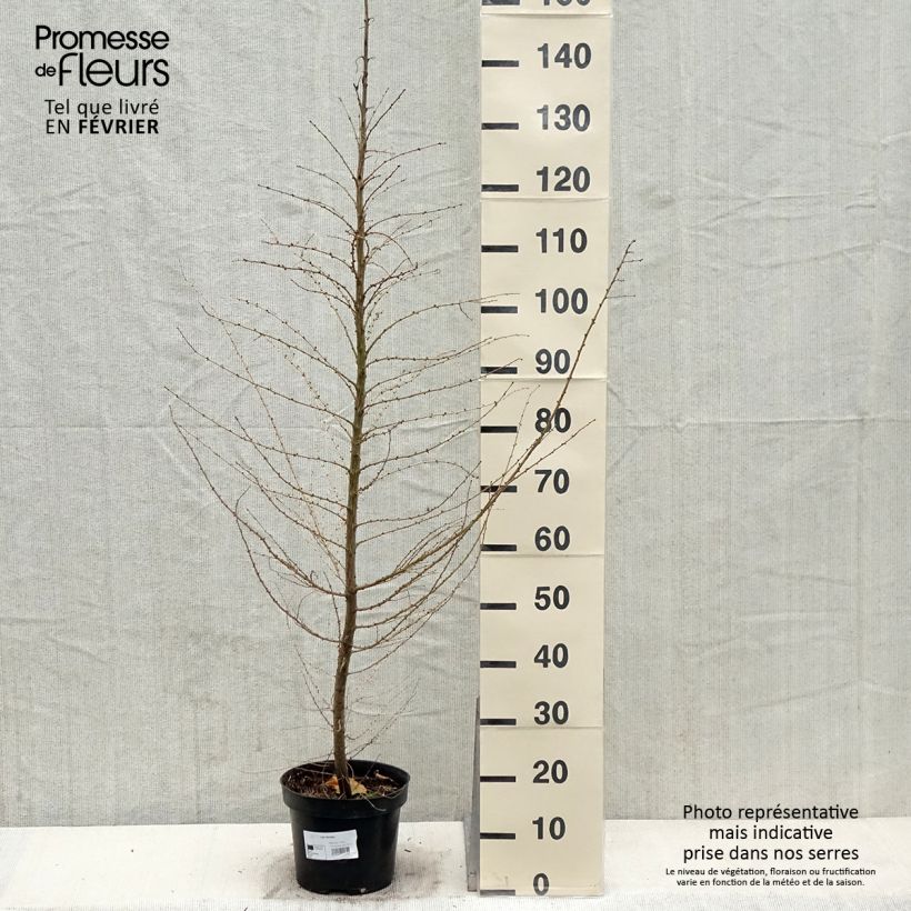 Larix decidua - Mélèze d'Europe Pot de 4L/5L esemplare consegnato in inverno