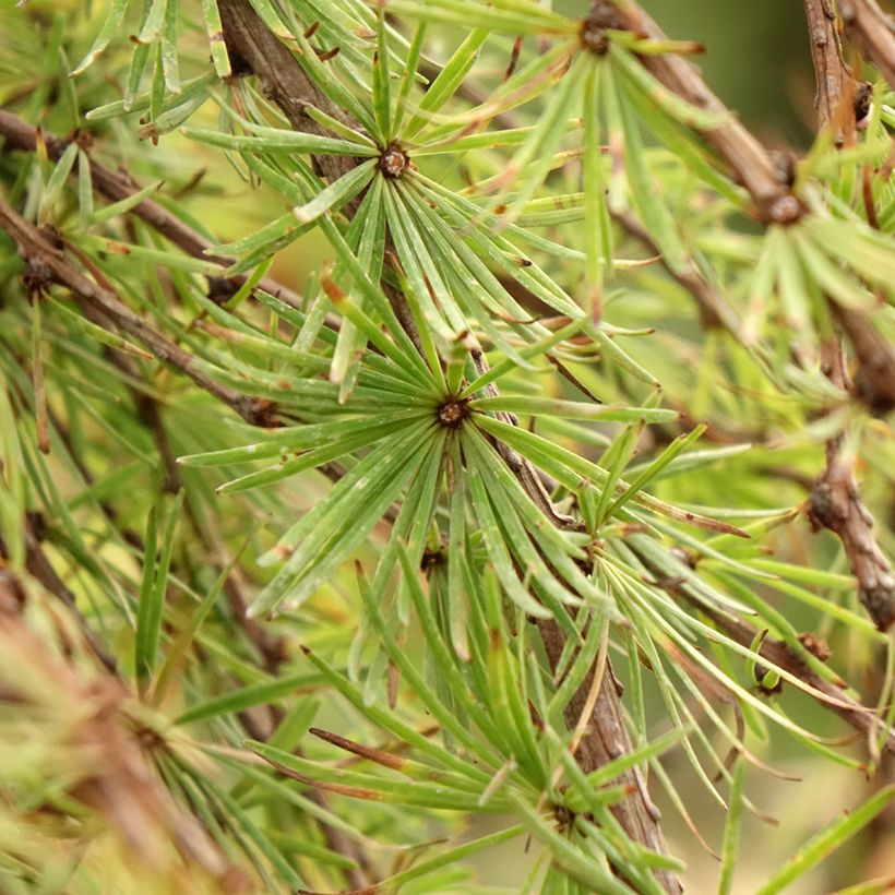 Larix kaempferi Stiff Weeping (Fogliame)