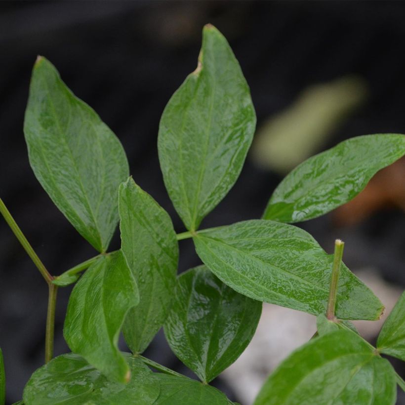 Lathyrus vernus - Cicerchia primaticcia (Fogliame)