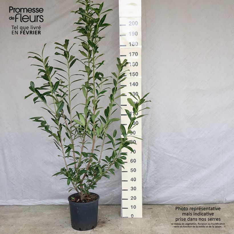 Laurier cerise -  Prunus laurocerasus Caucasica 150/175cm en pot de 18L - Laurier Palme  esemplare consegnato in inverno