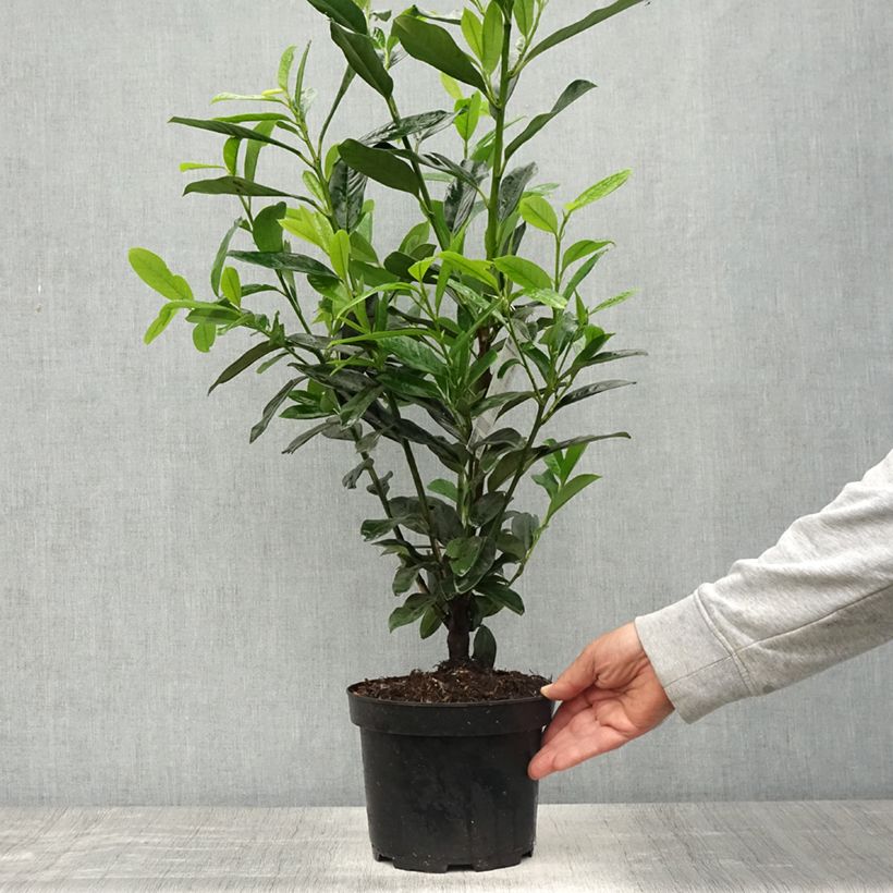 Laurier cerise - Prunus laurocerasus Elly Pot de 3L/4L esemplare consegnato in primavera