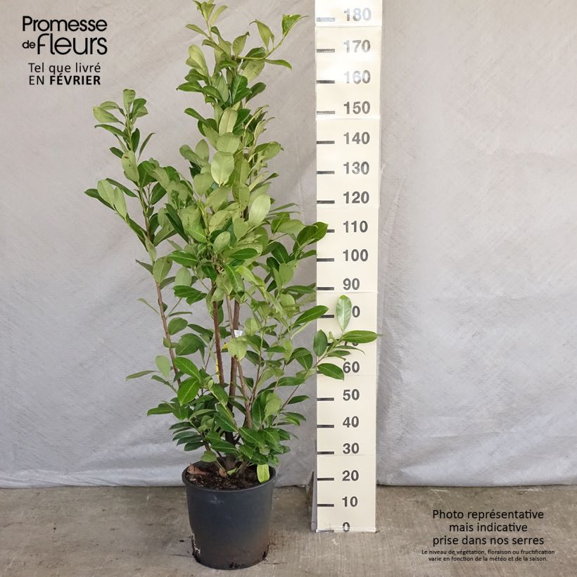 Laurier cerise - Prunus laurocerasus Rotundifolia 150+cm en pot de 18L/20L esemplare consegnato in inverno