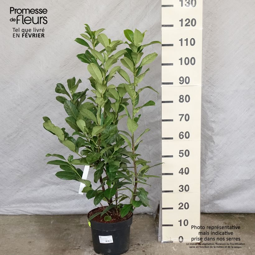 Laurier cerise - Prunus laurocerasus Rotundifolia 80/100cm en pot de 7.5/ 10L esemplare consegnato in inverno