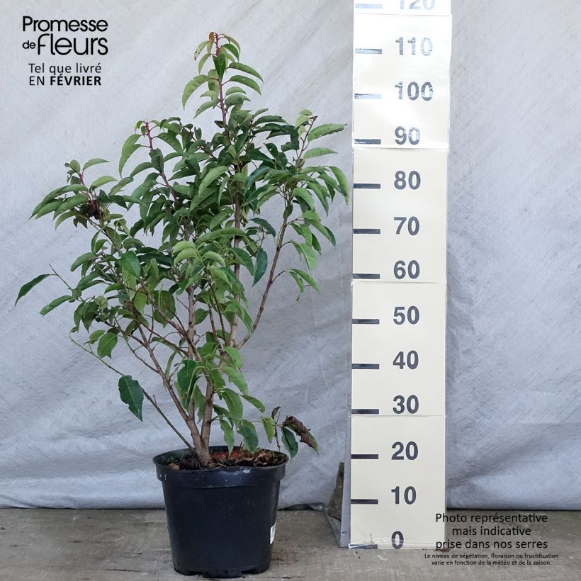 Laurier du Portugal - Prunus lusitanica 80cm+ en pot de 10L esemplare consegnato in inverno