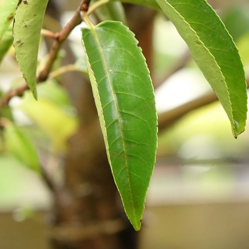 Prunus lusitanica Myrtifolia - Lauro del Portogallo (Fogliame)