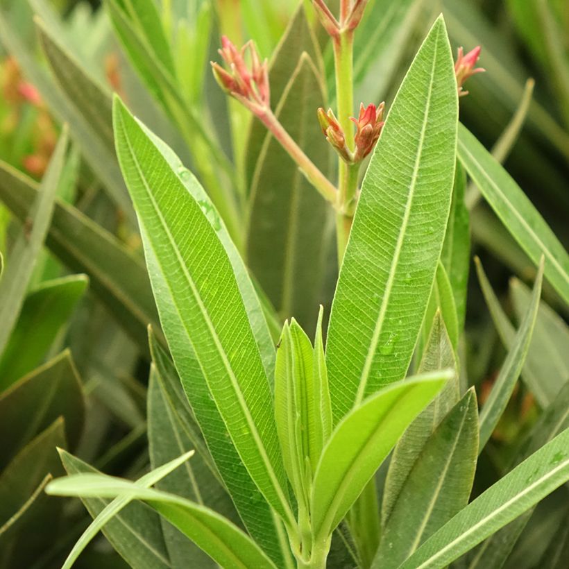 Nerium oleander Emilie - Oleandro (Fogliame)