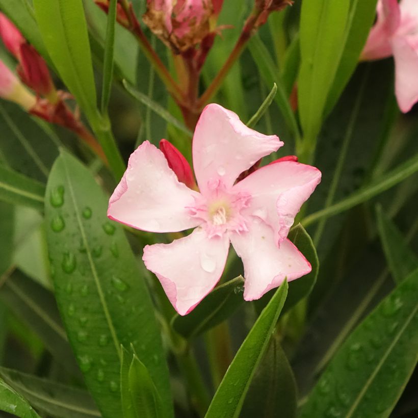 Nerium oleander Emilie - Oleandro (Fioritura)