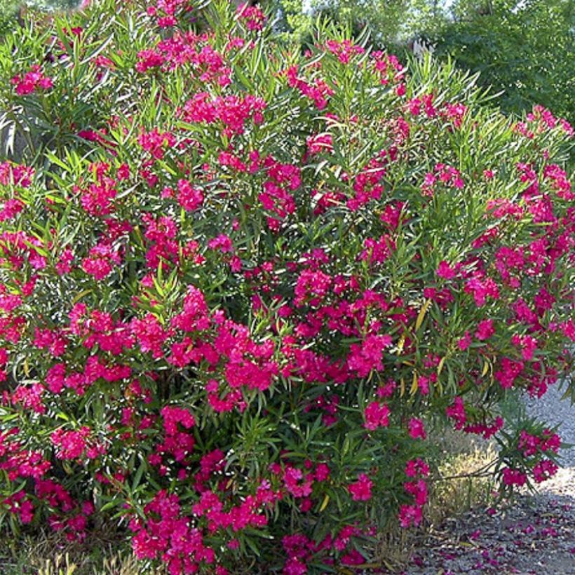 Nerium oleander Jannoch - Oleandro (Fioritura)