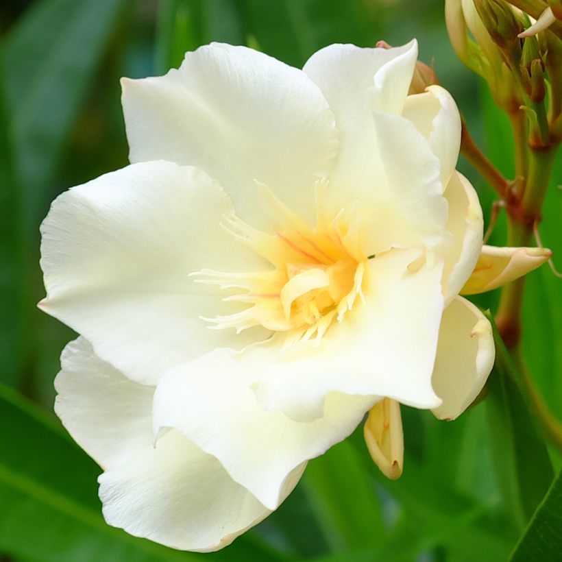 Nerium oleander Luteum Plenum - Oleandro (Fioritura)