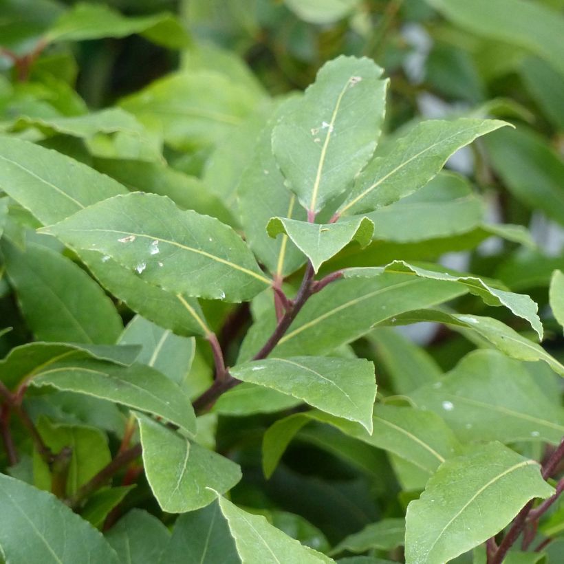 Laurus nobilis - Alloro (Fogliame)