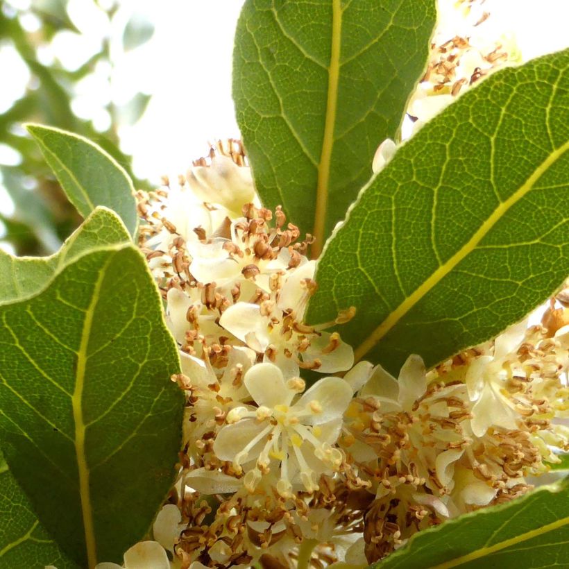 Laurus nobilis - Alloro (Fioritura)