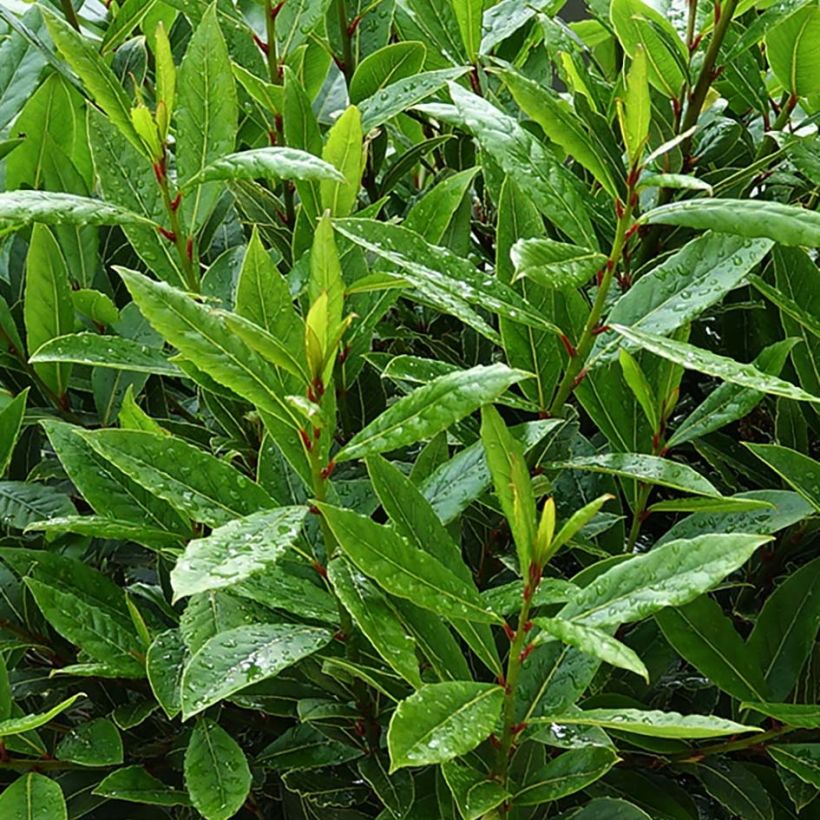 Laurus nobilis Little Ragu - Alloro (Fogliame)