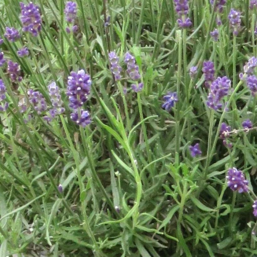 Lavandula angustifolia Bleu de Gien - Lavanda vera (Fogliame)