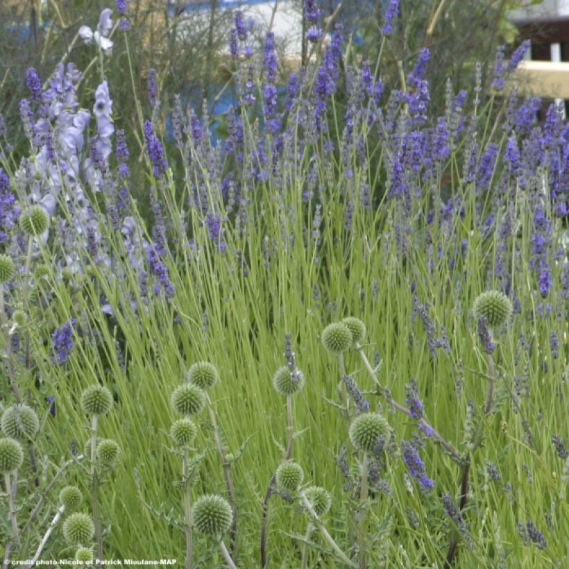 Lavandula intermedia Grappenhall - Lavandino (Porto)