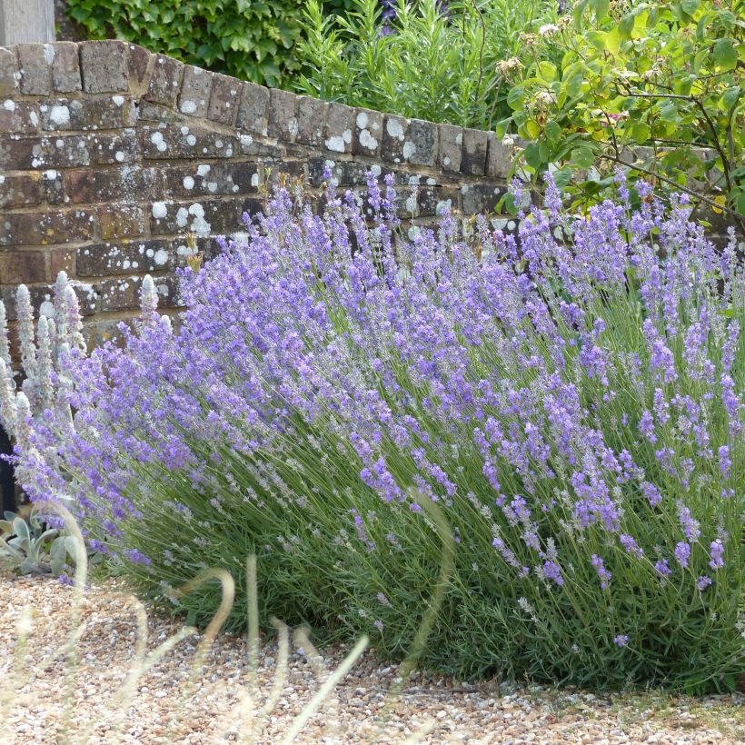 Lavandula angustifolia Munstead - Lavanda vera (Porto)