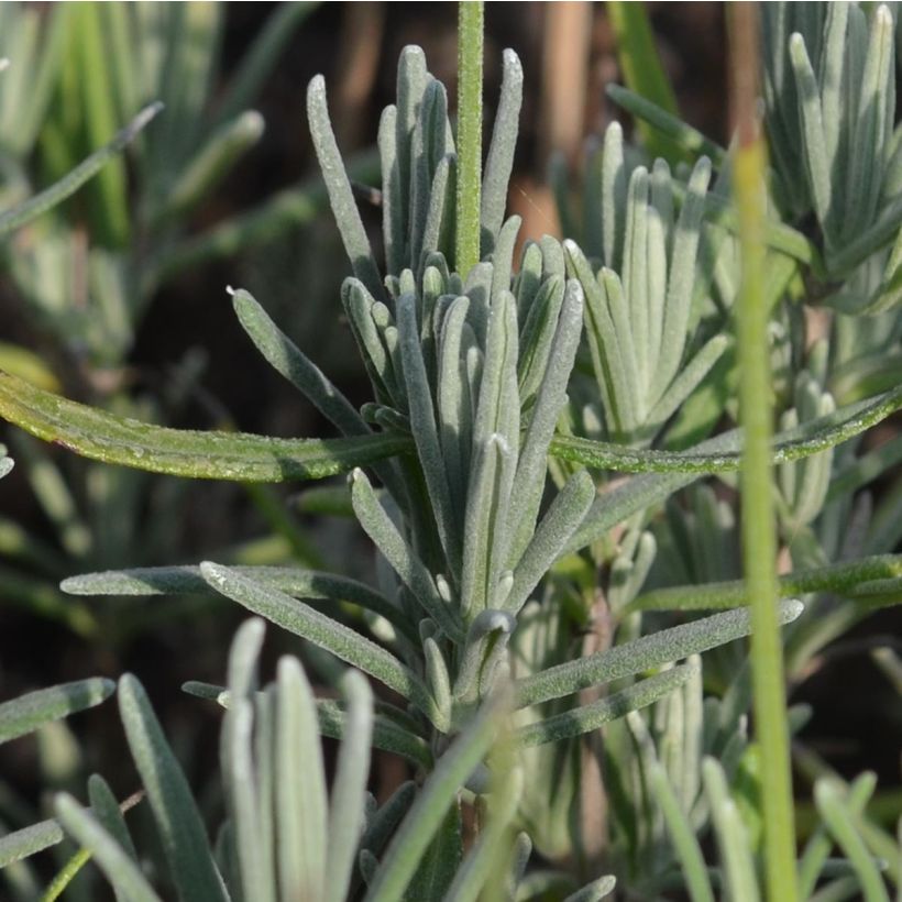 Lavandula angustifolia Munstead - Lavanda vera (Fogliame)