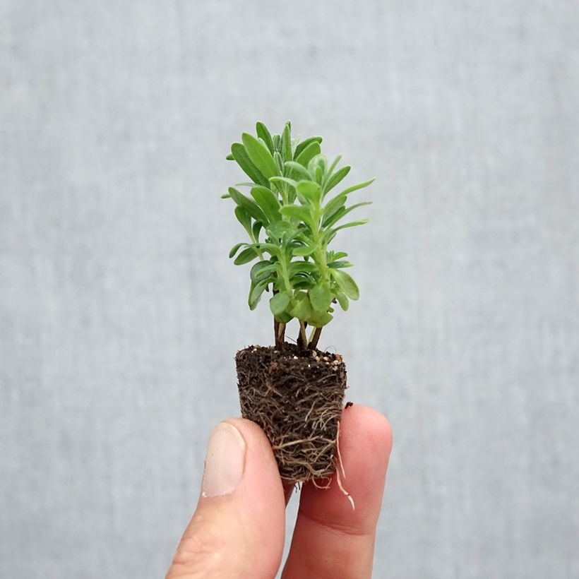 Esemplare di Lavande angustifolia Munstead - Mini-motte Ø 3/4 cm come consegnato in autunno