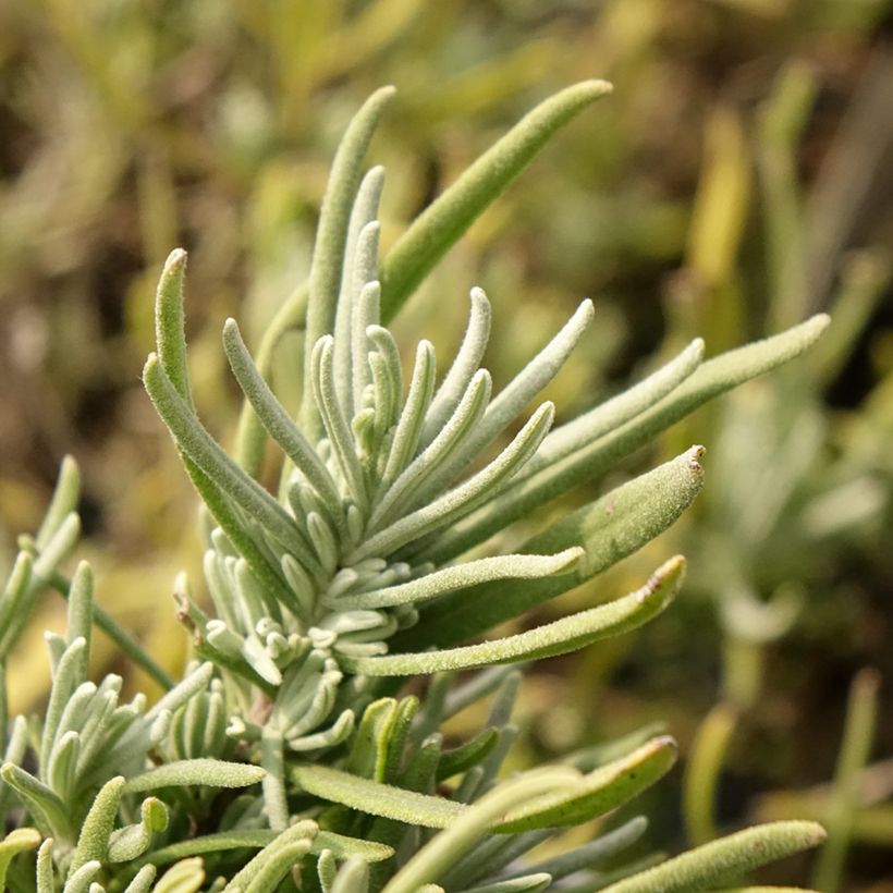 Lavandula angustifolia Arctic Snow - Lavanda vera (Fogliame)