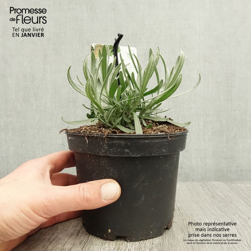 Lavande aspic ou à larges feuilles - Lavandula latifolia Pot de 1,5L/2L esemplare consegnato in inverno