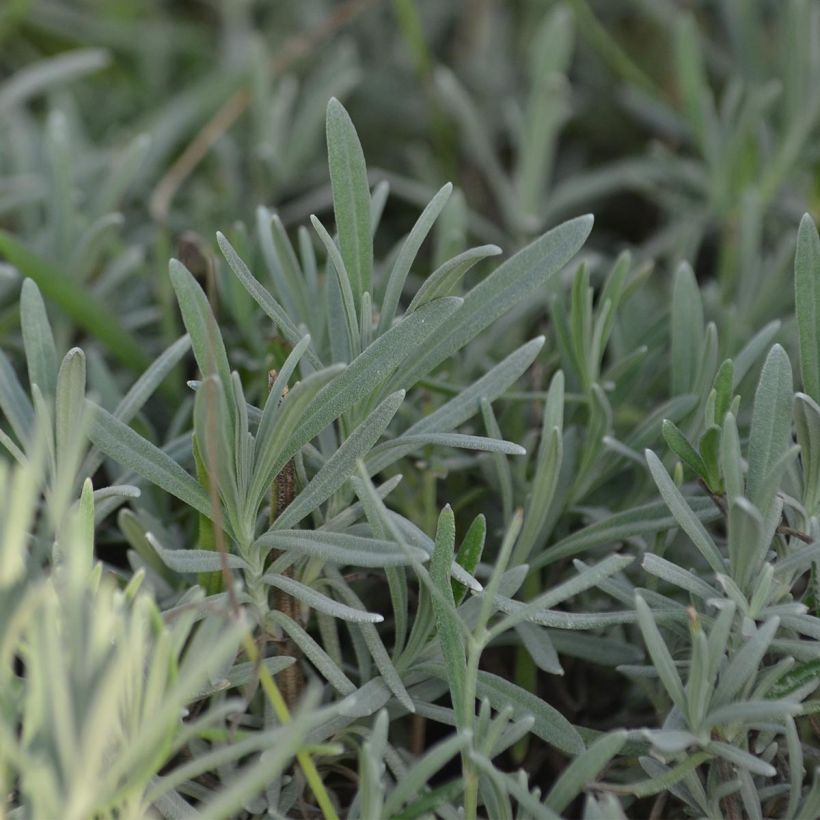 Lavandula intermedia Grappenhall - Lavandino (Fogliame)