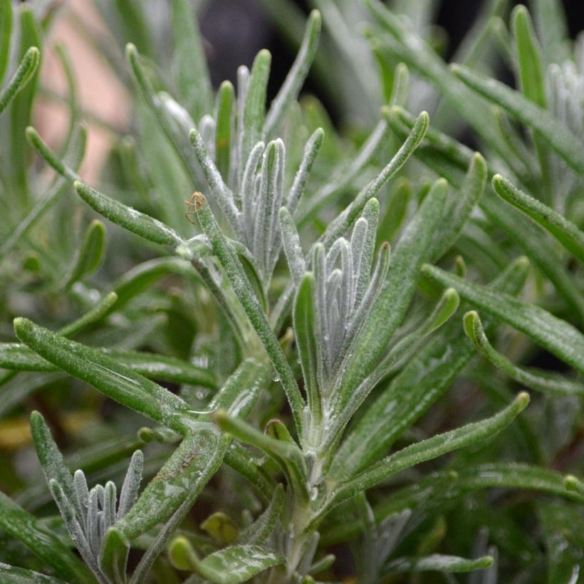 Lavandula angustifolia Hidcote - Lavanda vera (Fogliame)