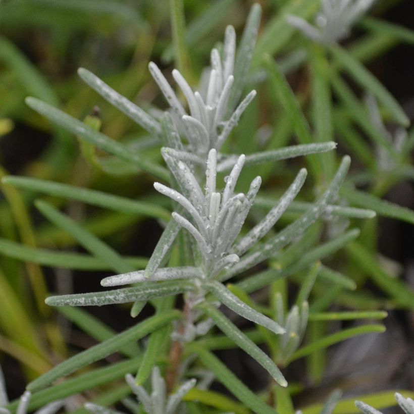 Lavandula angustifolia Dwarf Blue - Lavanda vera (Fogliame)