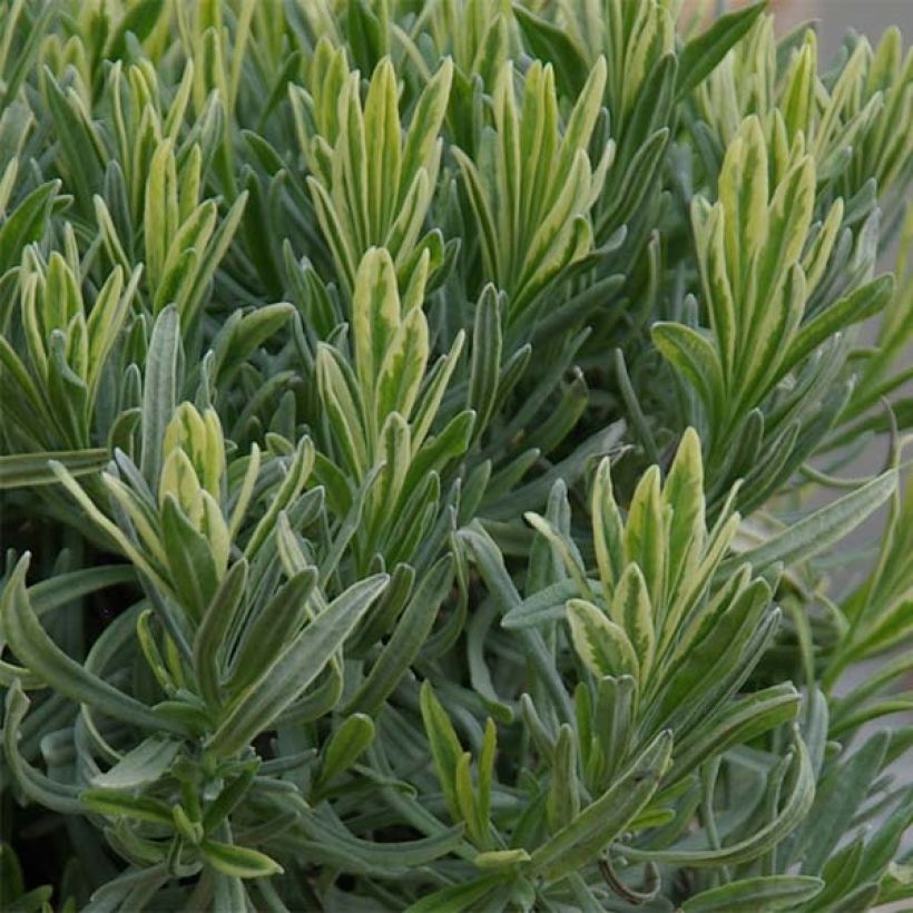 Lavandula intermedia Platinum Blonde - Lavandino (Fogliame)